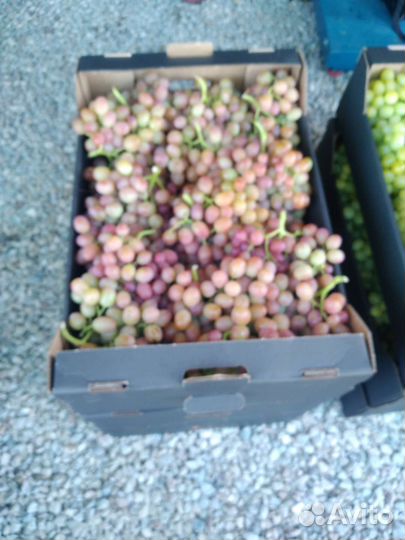 Виноград высший сорт