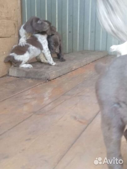 Щенки курцхаара