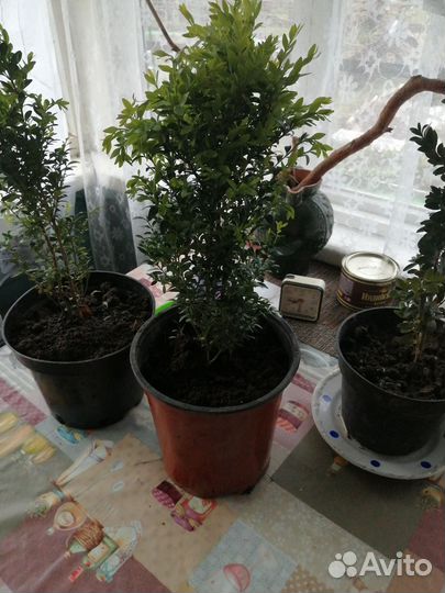 Саженцы самшита