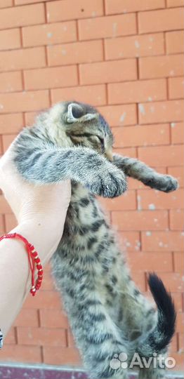 Котёнок в дар