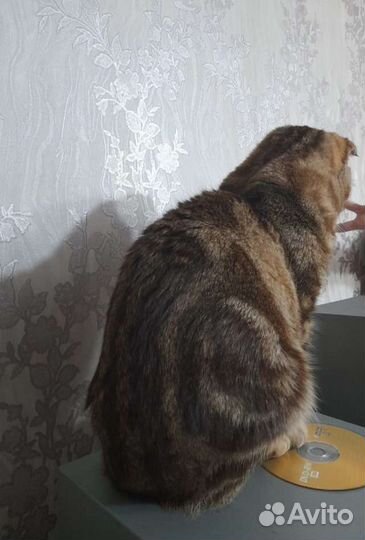 Шотландский кот вязка