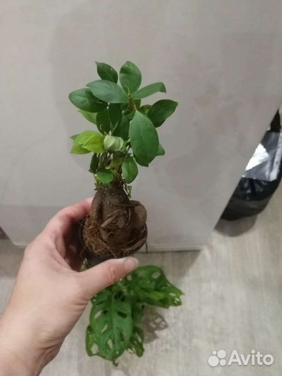 Комнатные растения