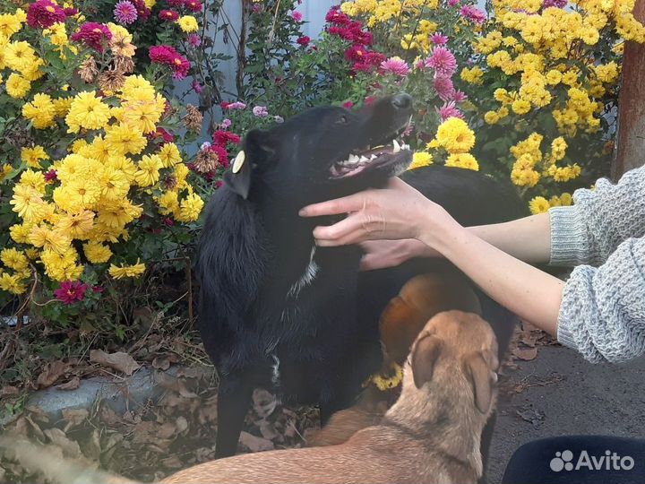 Классная собака в самые добрые руки