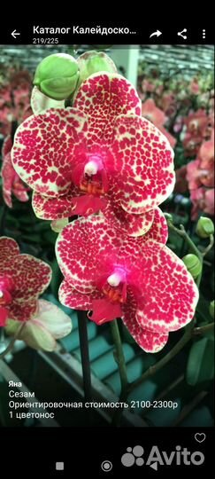 Орхидеи приход в начале октября