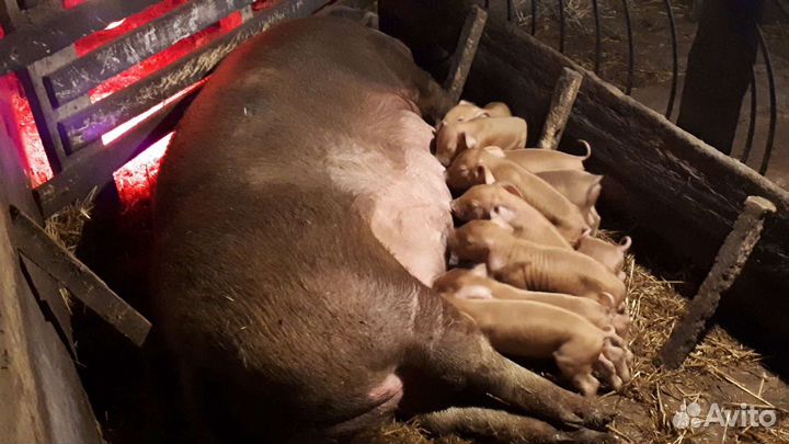 Поросята, подсвинки, свиноматки породы Дюрок