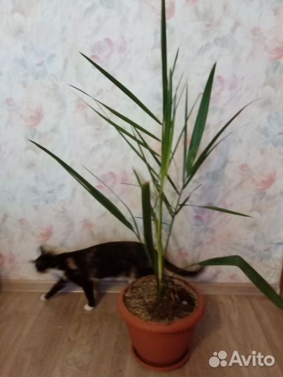 Финиковая пальма