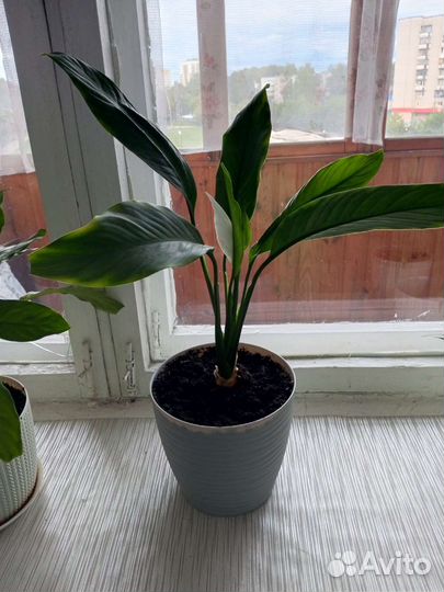 Спатифиллум