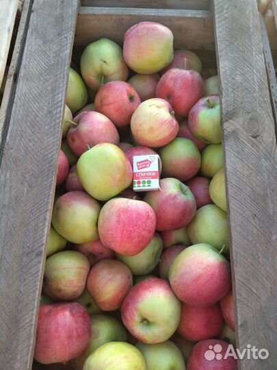 Продам яблоки