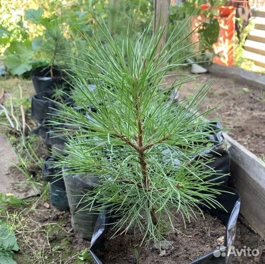 Саженцы кедра