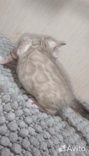 Бенгальские котята