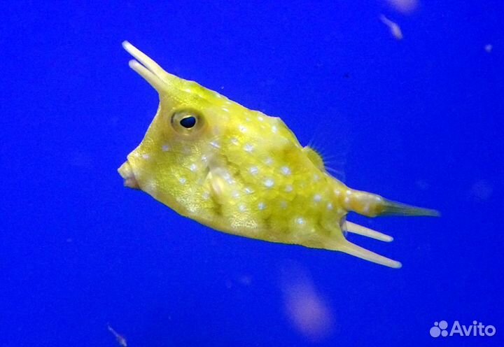 Рыбка Кузовок Длиннорогий желтый