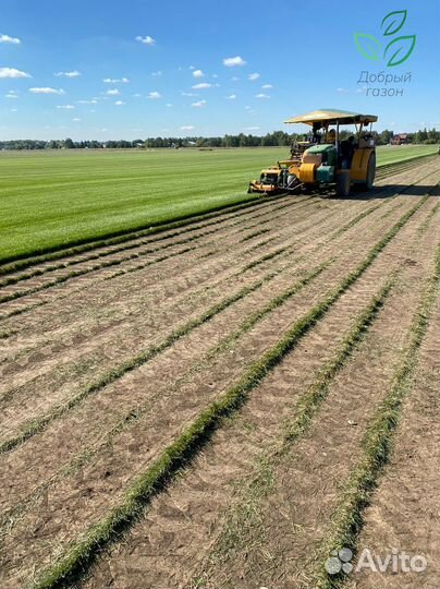 Рулонный газон