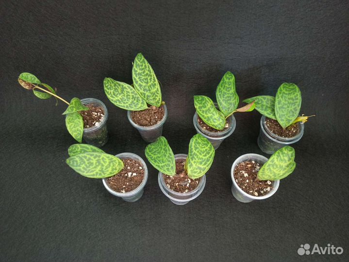 Эсхинантус марморатус (мраморный)