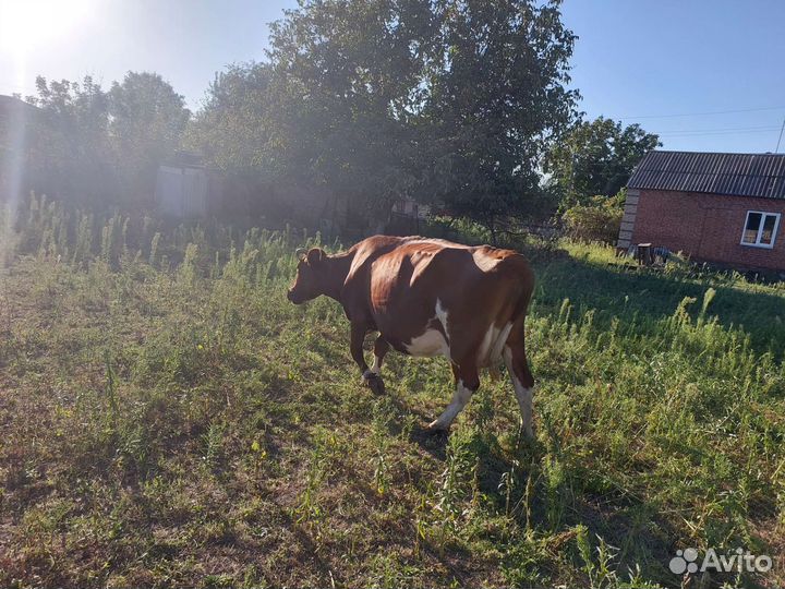 Корова стельная дойная