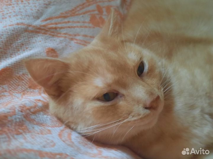 Котик Рыжик ждет любящее сердце