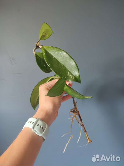 Черенки хойи