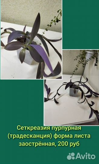 Комнатные цветы