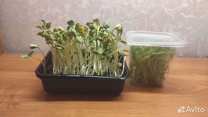 Набор для выращивания микрозелени