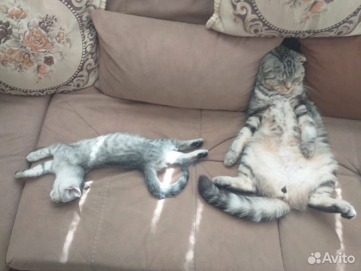 Пропали коты