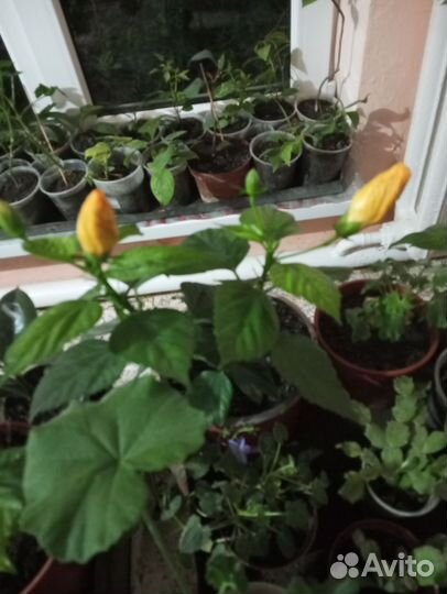 Гибискус китайская роза