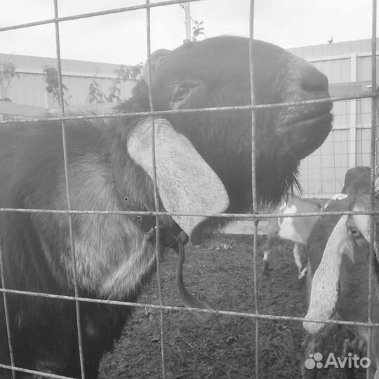 Нубийский козел 100 бронь до завтра 20.00