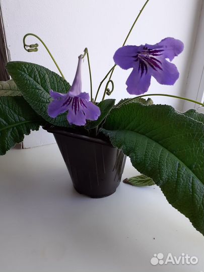 Стрептокарпусы