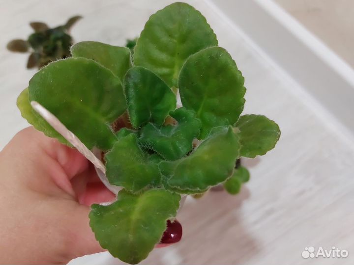 Детки сортовых фиалок