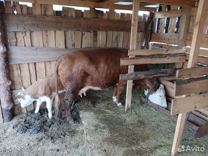 Продажа крс