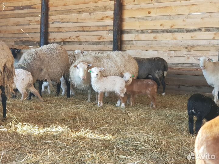 Продаю барашка для Вас. Катумская баранина