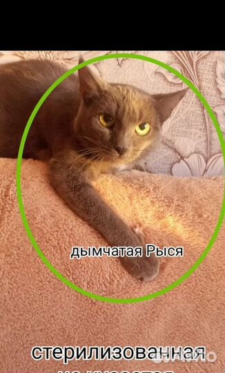 Кошечки и котикм стерилизованные