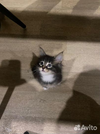 Катенок Мей кун