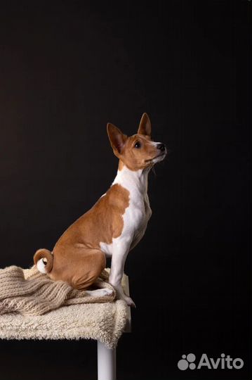 Шикарная девочка басенджи