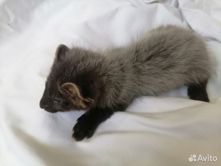 Ручные соболя. Резерв