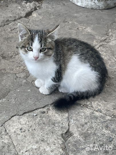 Кошка в дар