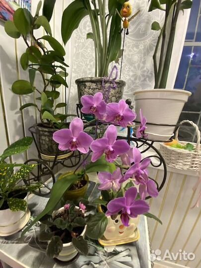 Пеперомия, орхидея и другие цветы