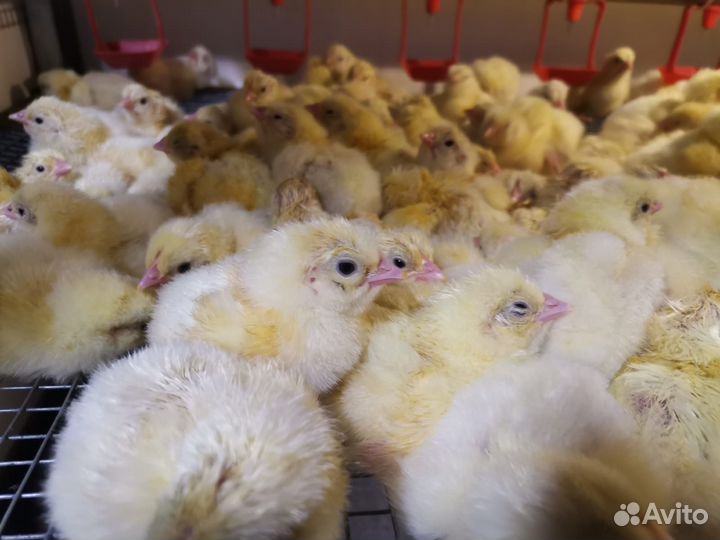 Цыплята бройлеры кобб 500 суточные