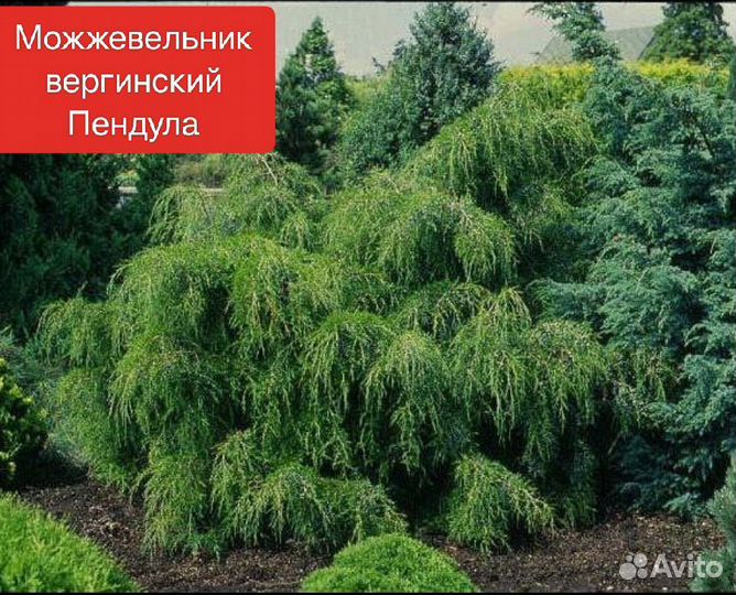 Можжевельник сортовой