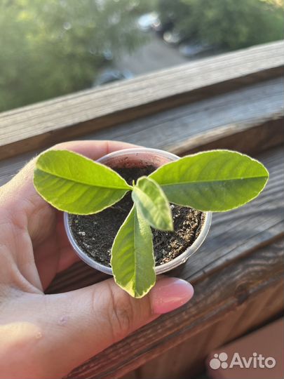 Цитрус Рука Будды вариегантный