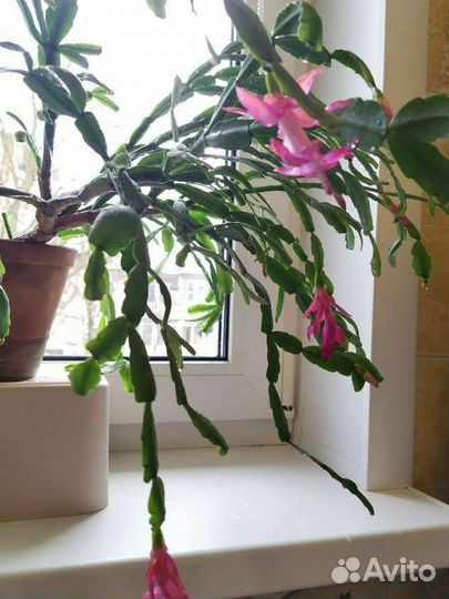 Декабрист большой в глиняном горшке