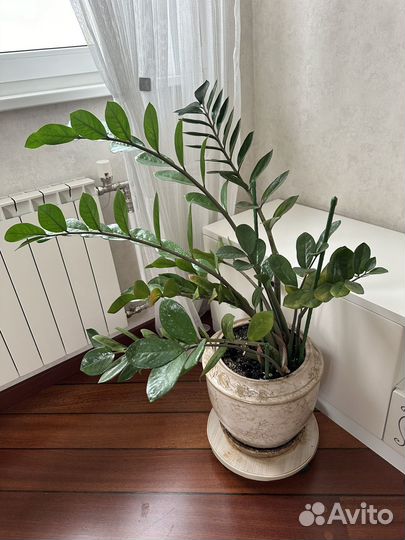 Замиокулькас 105 см