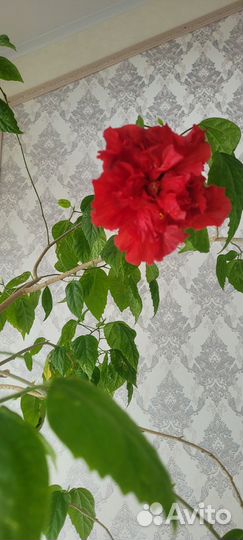 Гибискус китайская роза