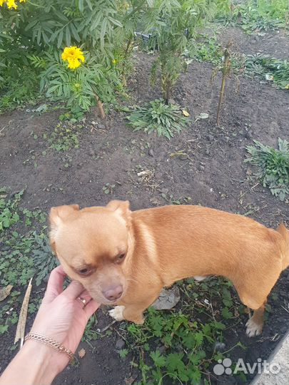 Маленькая собака