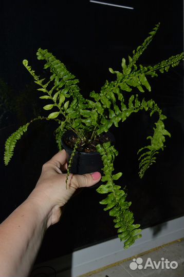 Папоротник нефролепис