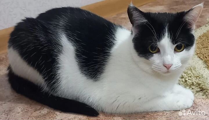 Кошка в добрые руки бесплатно