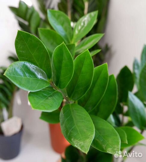 Замиокулькас Zamiifolia