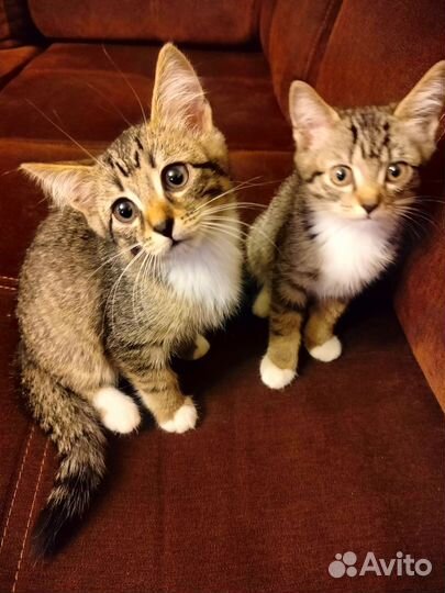 Котята (мальчики) в добрые руки