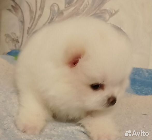 Померанский белый мишка мини щенок мальчик