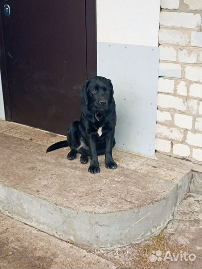 Отдам в добрые руки лабрадора