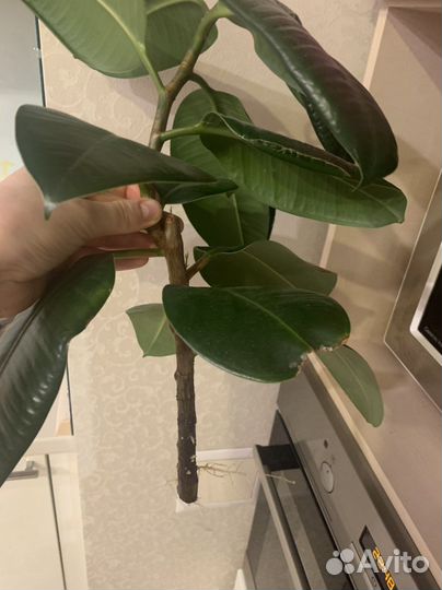 Фикус (отростки) 2 шт