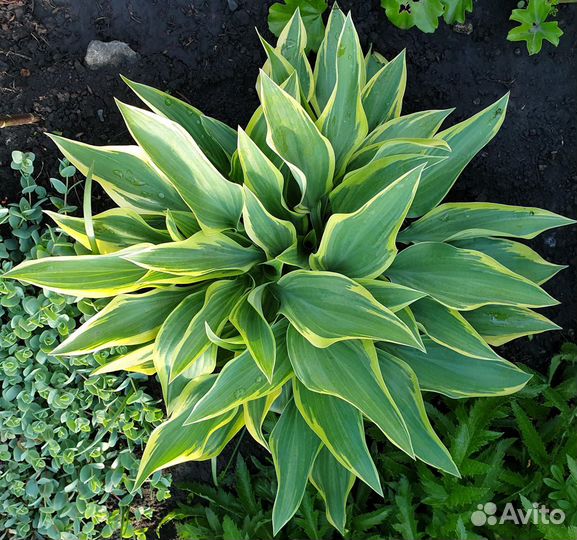 Хосты - 3 часть